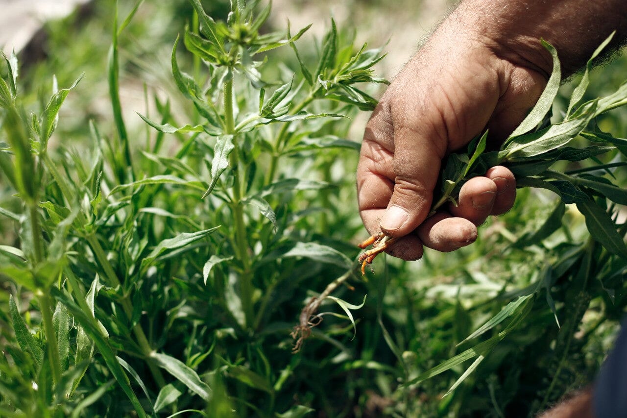 Abbatte dye plant garden