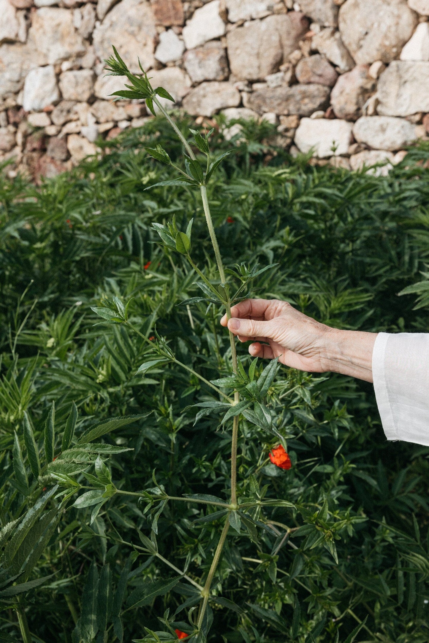 Taller de tinción con Rubia Tinctorum